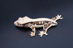 Lilly White Crested Gecko
