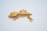 Extreme Harlequin Lilly White Crested Gecko