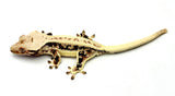 Extreme Harlequin Lilly White Crested Gecko