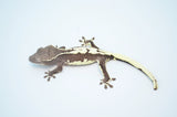 Axanthic Lilly White Crested Gecko
