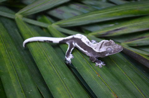 Axanthic Lilly White Crested Gecko