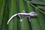 Axanthic Lilly White Crested Gecko