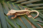 Lilly White Crested Gecko