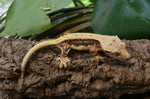 Lilly White Crested Gecko