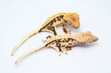 Baby Lilly White Crested Gecko Special