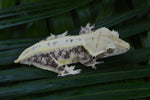 Lilly White Crested Gecko