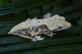 Lilly White Crested Gecko