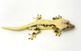 Unique Lilly White Crested Gecko