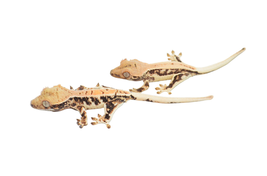 white lily crested gecko Baby Lilly White Crested Geckos for Sale | Stunning Morphs