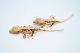 Baby Lilly White Crested Gecko Special