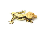 Lilly White Pinstripe Crested Gecko