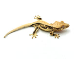 Red? Lilly White Crested Gecko