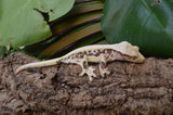 Harlequin Pinstripe Lilly White Crested Gecko