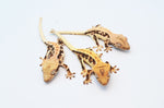 Baby Lilly White Crested Gecko Special