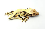 Lilly White Pinstripe Crested Gecko (Emily Burke line)