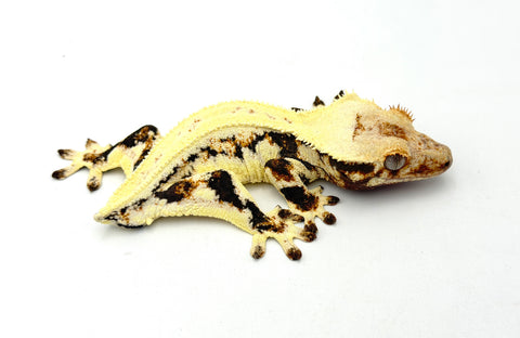 dieffenbachia crested gecko Lilly White Pinstripe Crested Gecko (Emily Burke line) – TikisGeckos