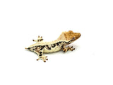 High Expression Lilly White Crested Gecko