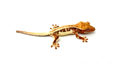 Lilly White Tricolor Pinstripe Crested Gecko