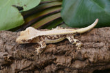 Harlequin Pinstripe Lilly White Crested Gecko