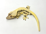 Unique Lilly White Crested Gecko