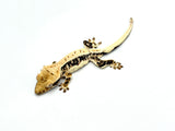 Harlequin Lilly White Crested Gecko
