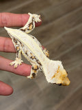 Lilly White Pinstripe Crested Gecko (Emily Burke line)