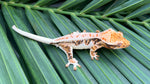 HOLDBACK BRIGHT WHITE Triclor Harlequin Lilly White Crested Gecko