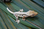 Lilly White Pinstripe Crested Gecko