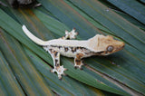 Lilly White Pinstripe Crested Gecko