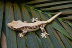 Harlequin Pinstripe Lilly White Crested Gecko