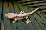 Harlequin Pinstripe Lilly White Crested Gecko