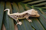 Harlequin Pinstripe Lilly White Crested Gecko