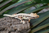 Lilly White Pinstripe Crested Gecko