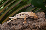 Lilly White Pinstripe Crested Gecko