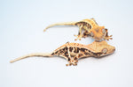 Baby Lilly White Crested Gecko Special