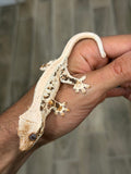 High Expression Lilly White Pinstripe Crested Gecko (updated pics)
