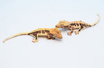 Baby Lilly White Crested Gecko Special