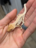 HOLDBACK High Expression Pinstripe Lilly White Crested Gecko