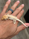 HOLDBACK High Expression Pinstripe Lilly White Crested Gecko