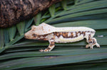 Lilly White Crested Gecko