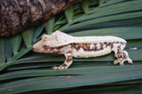 Lilly White Crested Gecko