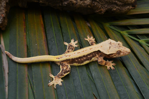 Lilly White Crested Gecko