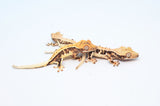 Baby Lilly White Crested Gecko Special