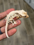 High Expression Lilly White Pinstripe Crested Gecko (updated pics)