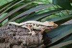 Lilly White Pinstripe Crested Gecko