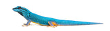 Electric Blue Day Gecko