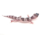 High White Snow Leopard Gecko