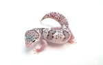 High White Snow Leopard Gecko