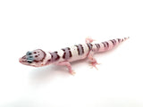 Baby Mack Snow Leopard Gecko