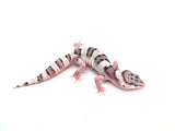Baby Mack Snow Leopard Gecko